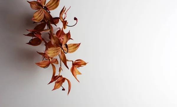 Orquídea cor de laranja em um fundo cinza cai lindamente — Fotografia de Stock