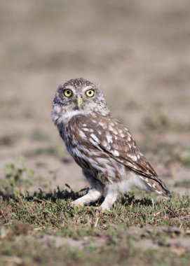 Komik hayvanlar - otların arasında seyir olarak bir baykuş dikey görüntü