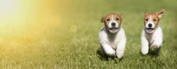 Web Afiş Oynama Mutlu Jack Russell Terrier Köpek Yavrusu — Stok fotoğraf