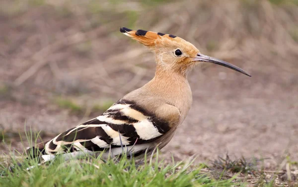 Hoopoe 鸟在草丛中寻找 — 图库照片