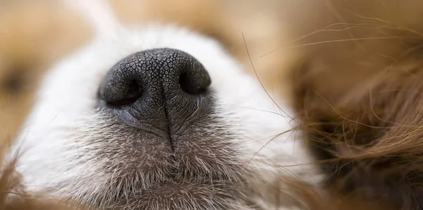 Neus Van Een Schattige Jack Russell Terrier Puppy Web Banner — Stockfoto