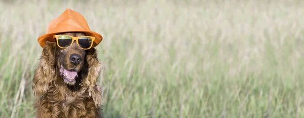 Cão Feliz Usando Óculos Sol Chapéu Banner Web Com Espaço — Fotografia de Stock