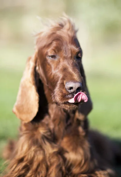 Imagen Vertical Perro Divertido Como Lamiendo Boca —  Fotos de Stock