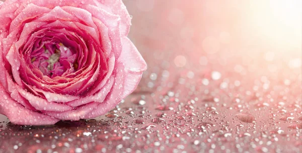 Su ile yumuşak Mor çiçek damla - tebrik kartı arka plan veya web afiş fikir