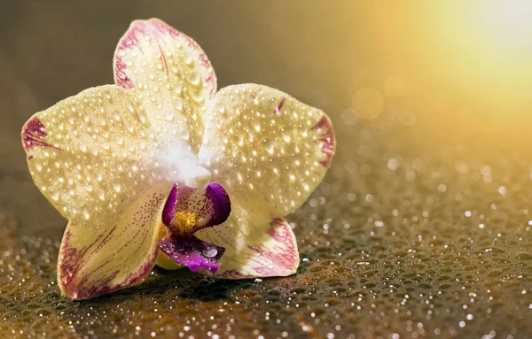 Hermosa Flor Orquídea Púrpura Amarilla Con Gotas Agua Idea Tarjeta — Foto de Stock