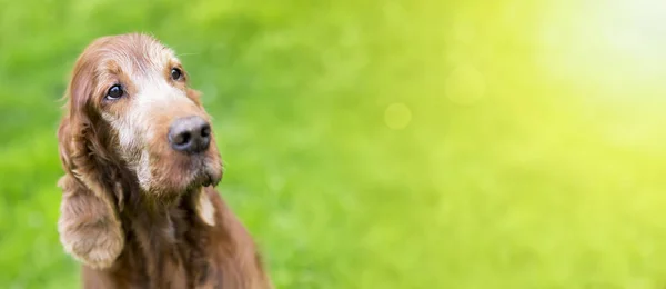 Веб Баннер Красивой Старой Ирландской Собаки Сеттера — стоковое фото