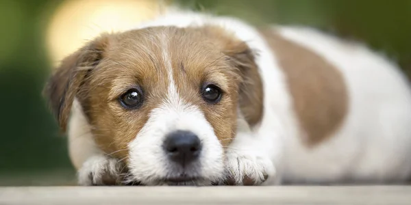 Amor Cão Banner Web Filhote Cachorro Bonito Jack Russell Terrier — Fotografia de Stock