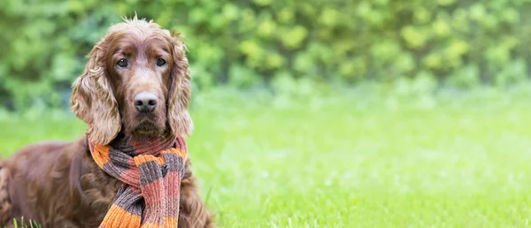 Beautiful Lazy Irish Setter Dog Wearing Scarf Web Banner Idea — Stock Photo, Image