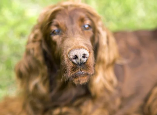 面白い犬 クローズ アップの肖像画の鼻 — ストック写真