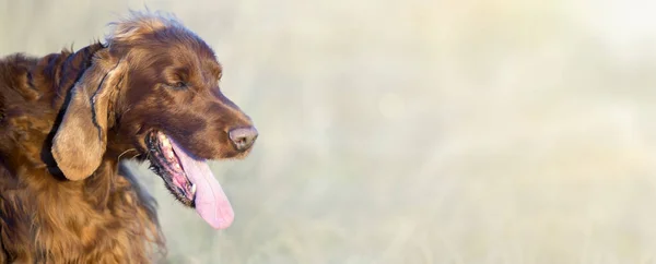 暑い夏に喘ぐアイリッシュ セッター犬 — ストック写真