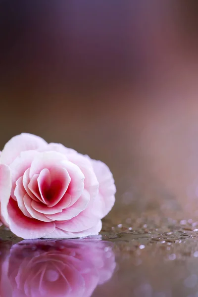粉红色情人节垂直背景和贺卡的想法与玫瑰花和复制空间 — 图库照片
