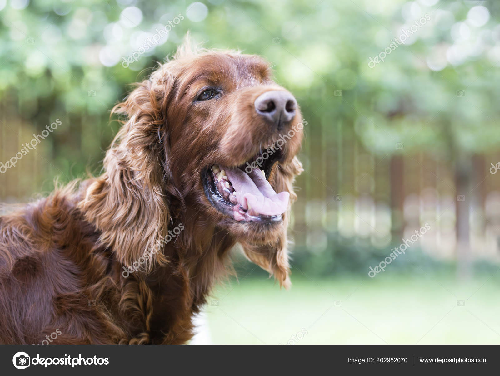 Concours De Chiens En Angleterre Un Setter à Terre