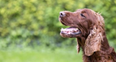 Mutlu gülümseyen İrlandalı kanepe köpek yeşil bir arka plan üzerinde