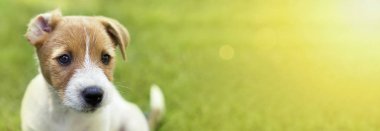 Web reklam meraklı bir Jack Russell Terrier köpek yavrusu köpek komik kulaklı