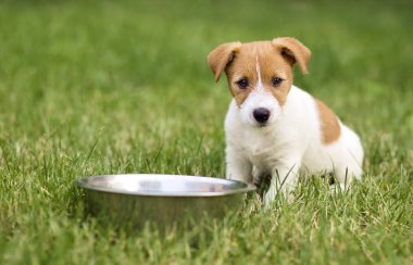 Onun yemek oturma ve yemek için bekleyen aç köpek yavrusu