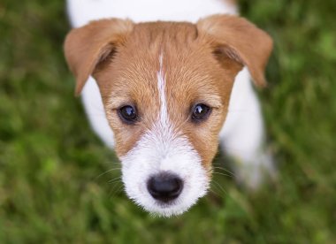 Komik jack russell terrier köpek yavrusu köpek kameraya bakıyor
