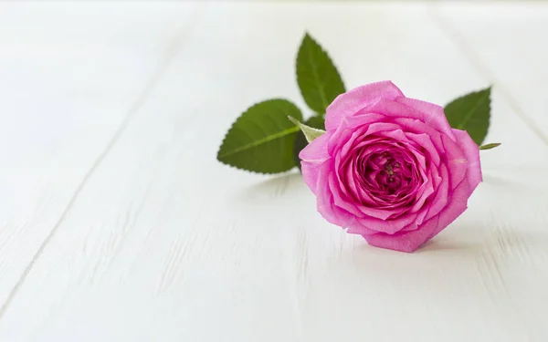 Soft Purple Rose Flower Background Copy Space — Stock Photo, Image