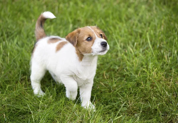 かわいいジャック ラッセル子犬犬草の中を歩いて 探して — ストック写真