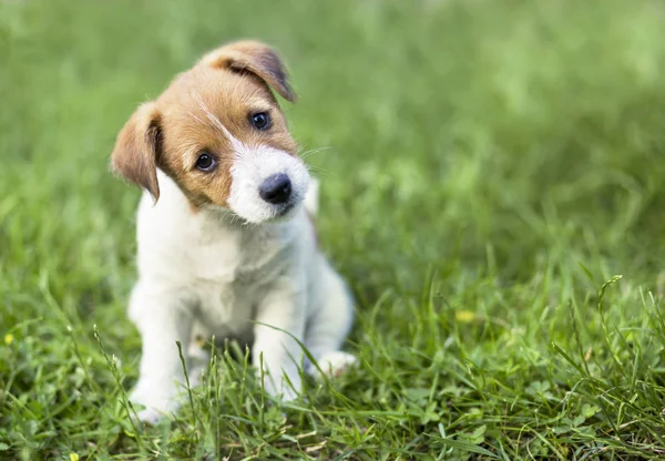 Lucu Anjing Melihat Rumput — Stok Foto