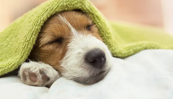 Lindo Perro Cachorro Jack Russell Terrier Durmiendo Después Del Aseo — Foto de Stock