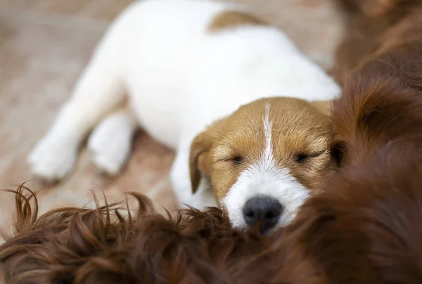Ładny Lazy Jack Russell Terrier Pies Szczeniak Sleeping — Zdjęcie stockowe