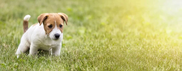 Schattige Jack Russell Terrier Hond Puppy Doet Zijn Web Banner — Stockfoto