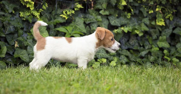 美しい幸せなジャック ラッセル犬子犬に立っている草 Web バナー アイデア — ストック写真