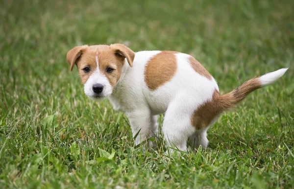 Sevimli Jack Russell Terrier köpek köpek onun tuvalet yaparken kaka