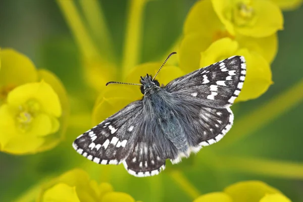 Kanatlar Sarı Çiçekler Üzerinde Oturan Güzel Siyah Beyaz Kelebek — Stok fotoğraf