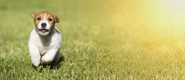 Web Banner Egy Aranyos Jack Russell Terrier Kutya Kölyök Fut — Stock Fotó