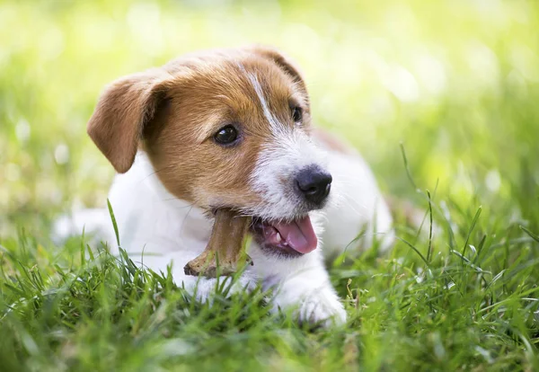 Felice Sano Jack Russell Terrier Cane Cucciolo Masticare Osso Pulizia — Foto Stock