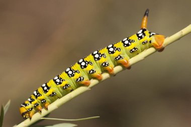 Bir bitki üzerinde tırmanma yeşil sarı kelebek tırtıl