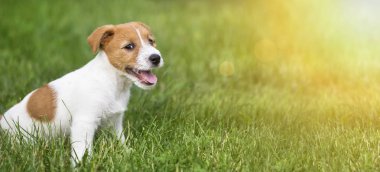 Mutlu gülümseyerek jack russell terrier köpek evde beslenen hayvan köpek çim - web afiş fikir oturan