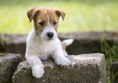 Evde beslenen hayvan eğitim kavramı - şirin mutlu Jack Russell Terrier yavru köpek sahibini için arıyorsunuz