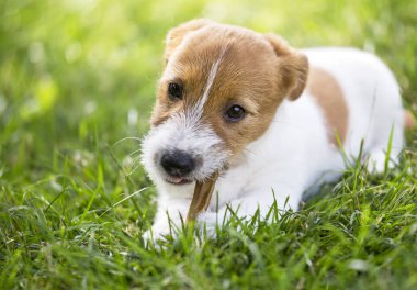 Diş temizliği için kemik çiğneme mutlu sağlıklı Jack Russell Terrier köpek yavrusu