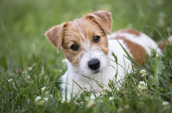 Jack Russell terrier evcil köpek mutlu köpek yavrusu arıyorum