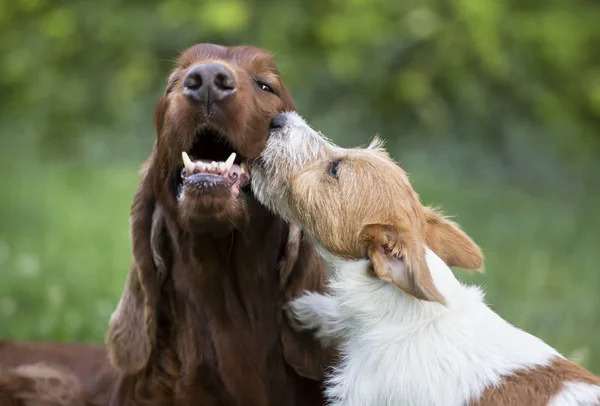 Dog friendship - happy puppy kissing his friend — Stock Photo, Image