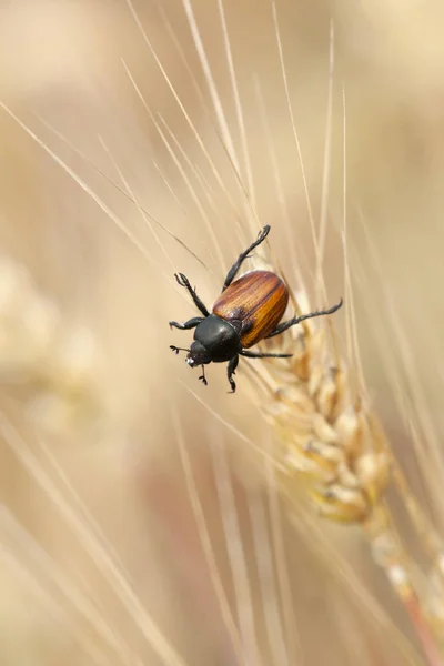 Bug Scarabée Blé Assis Sur Grain Été — Photo