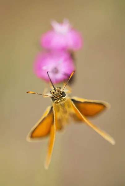 Оранжевая Маленькая Бабочка Пьет Нектар Розовом Цветке — стоковое фото