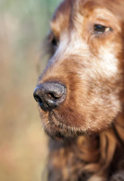 Bir Güzel Yaşlı Köpeğin Kafasının Dikey Yakın Çekim Görüntü — Stok fotoğraf