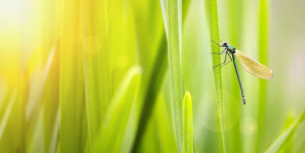 Groene Natuur Achtergrond Met Dragonfly Web Banner Idee — Stockfoto