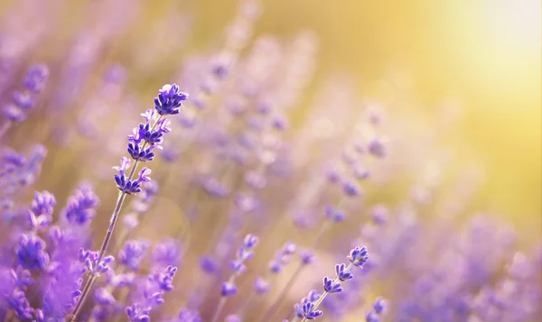 Fundo Banner Lavanda Campo Flores Close Com Espaço Cópia — Fotografia de Stock