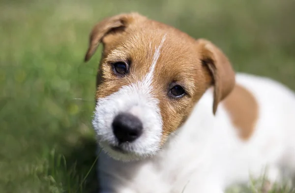 Conceito Treinamento Filhote Cachorro Feliz Jack Russell Terrier Cão Estimação — Fotografia de Stock