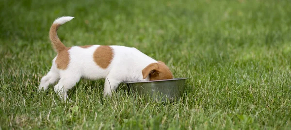 Dog Pet Feeding Web Banner Hungry Jack Russell Terrier Puppy — Stock Photo, Image