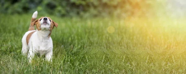 Engraçado Jack Russell Terrier Cachorro Cão Uivando Grama Ideia Banner — Fotografia de Stock