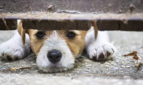 Niedlicher Jack Russell Terrier Hundewelpe Der Hinter Einen Zaun Blickt — Stockfoto