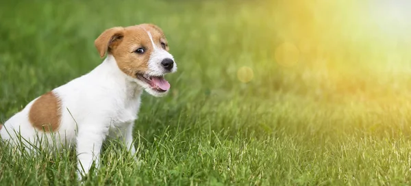 Lyckligt Leende Jack Russell Terrier Hund Hundvalp Sitter Gräset Web — Stockfoto