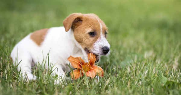 Cane Cucciolo Felice Masticare Fiore Idea Banner Web — Foto Stock