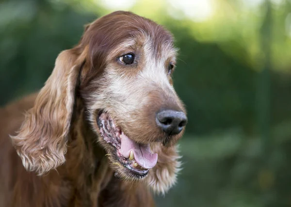 Bonito Cão Setter Irlandês Velho Bonito Sorrindo Close Cabeça — Fotografia de Stock