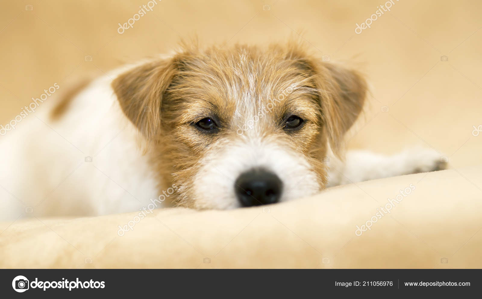 かわいい幸せなジャック ラッセル テリア ペット犬のソファーで休憩として子犬の Web バナー ストック写真 C Marenka1